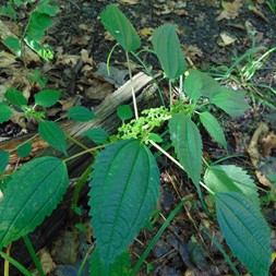 Pilea pumila (clearweed)